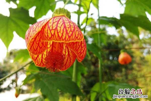 金铃花好看吗，最美金铃花图片大全 黄金风铃花图片