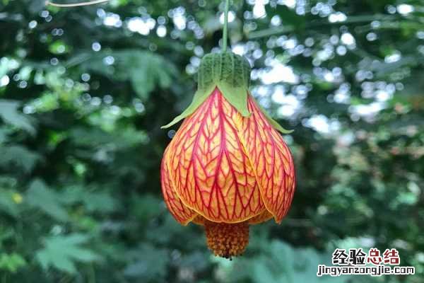 金铃花好看吗，最美金铃花图片大全 黄金风铃花图片