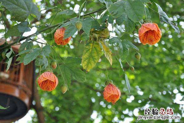 金铃花好看吗，最美金铃花图片大全 黄金风铃花图片