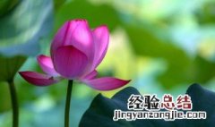 冰糖荷叶粥怎么做 冰糖荷叶粥怎么做发黄窍门