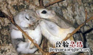 小鼯鼠长什么样 小鼯鼠生活习性