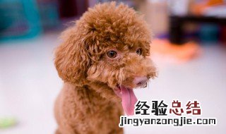 怎么给泰迪补充营养 怎么给泰迪补充营养呢