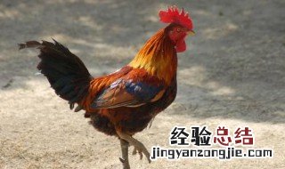 公鸡怎么做好吃又营养 公鸡怎么做好吃又营养小孩吃