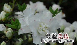 花中西施是什么花 花中西施的简介