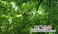 夏天树下为什么凉快 在夏天树下凉快的原因