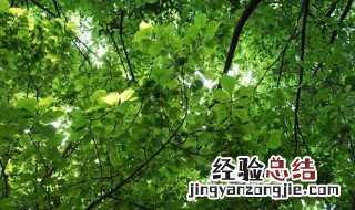 夏天树下为什么凉快 在夏天树下凉快的原因