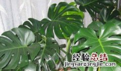 龟背竹放哪里最旺财 水培龟背竹的养殖方法和注意事项