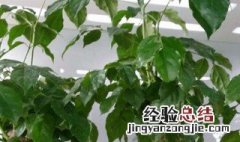 幸福树为什么不发新芽了 幸福树为什么不发新芽