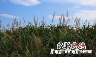 关于丰收的作文 关于丰收的作文300字
