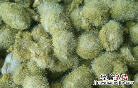 灵芝上绿色霉 灵芝绿色木霉防治方法