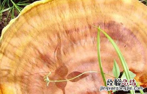 灵芝上绿色霉 灵芝绿色木霉防治方法