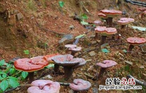 灵芝上绿色霉 灵芝绿色木霉防治方法