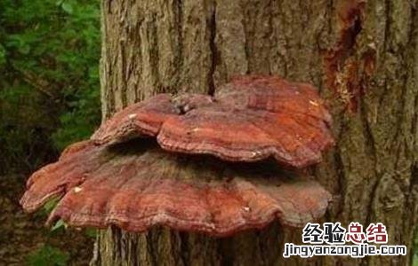 灵芝上绿色霉 灵芝绿色木霉防治方法