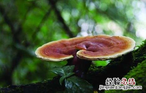 灵芝灭菌方法 灵芝酵母菌防治方法