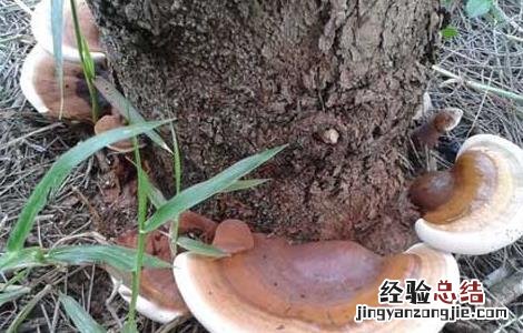 灵芝灭菌方法 灵芝酵母菌防治方法