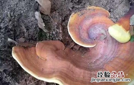 灵芝灭菌方法 灵芝酵母菌防治方法