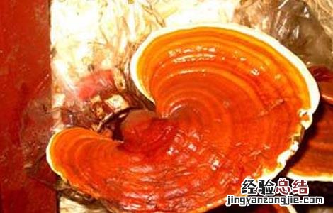 食用菌链孢霉如何根除 灵芝链孢霉防治方法