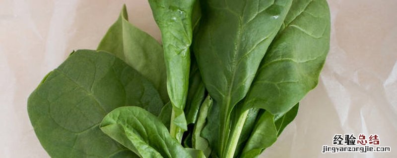一亩地菠菜产量 一亩露天菠菜产量