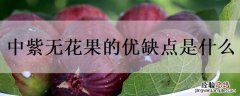 中华紫果无花果的缺点 中紫无花果的优缺点是什么