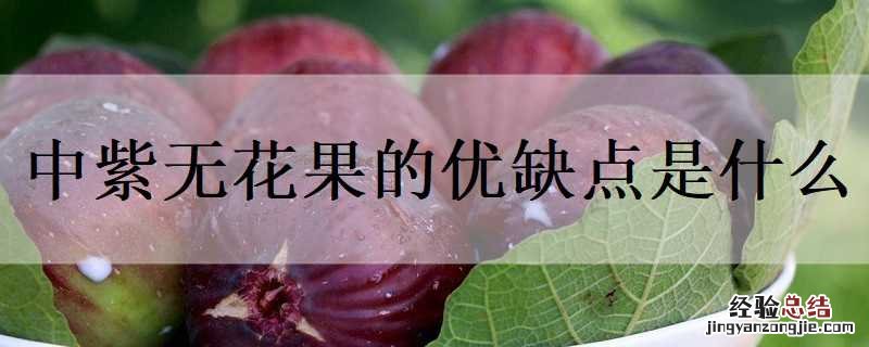中华紫果无花果的缺点 中紫无花果的优缺点是什么