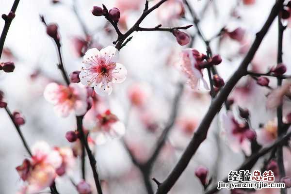 腊梅冬季怎么养,需要注意什么 腊梅冬季怎么养,需要注意什么事项