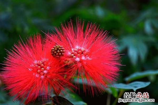 株樱花图片大全,株樱花长什么样 樱花长的啥样图片
