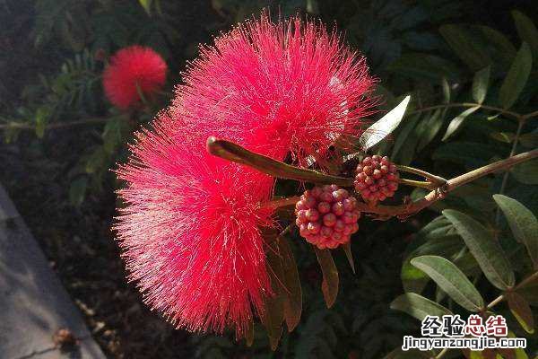 株樱花图片大全,株樱花长什么样 樱花长的啥样图片
