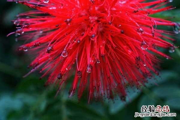 株樱花图片大全,株樱花长什么样 樱花长的啥样图片