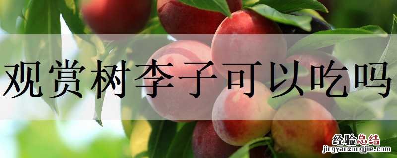 观赏李子树能吃吗 观赏树李子可以吃吗