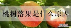 桃树成熟期无故落果什么原因 桃树落果是什么原因