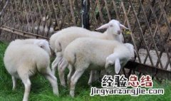 羊除了吃草还有什么草 羊除了吃草还有什么