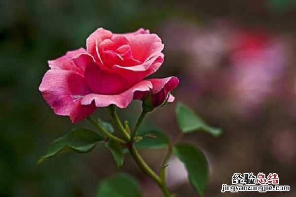 什么树桩可以嫁接月季，注意事项有哪些