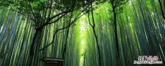 具有竹子品质的人有哪些 具有竹子品质的人有哪些职业
