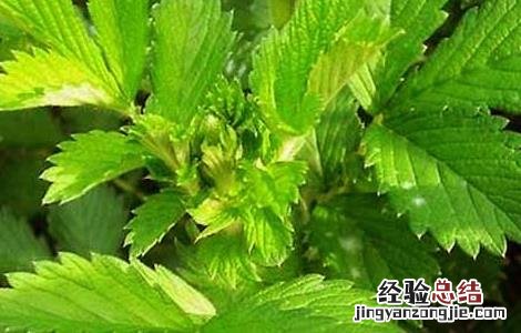 仙鹤草种植技术及效益 仙鹤草种植技术