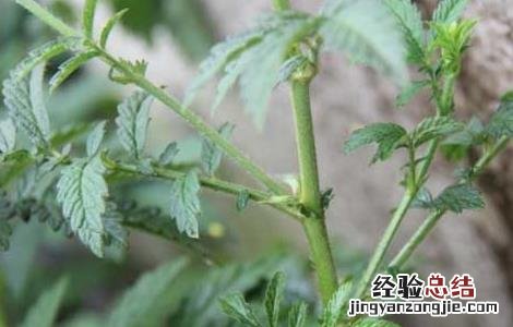 仙鹤草种植技术及效益 仙鹤草种植技术