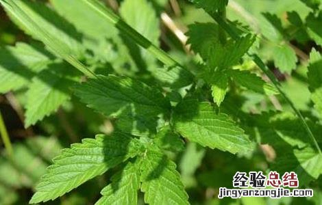 仙鹤草种植技术及效益 仙鹤草种植技术
