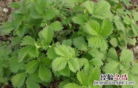 仙鹤草种植技术及效益 仙鹤草种植技术