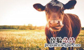 牛字寓意好的成语 关于牛的成语