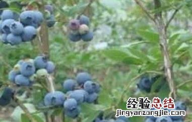 蓝莓根的功效与作用 蓝莓根的作用和功效