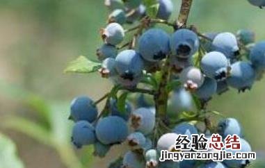 蓝莓根的功效与作用 蓝莓根的作用和功效