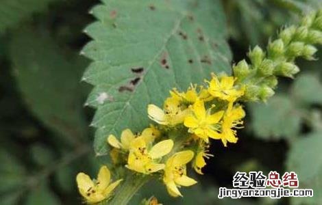 仙鹤草产地在哪里 仙鹤草一般长在什么地方