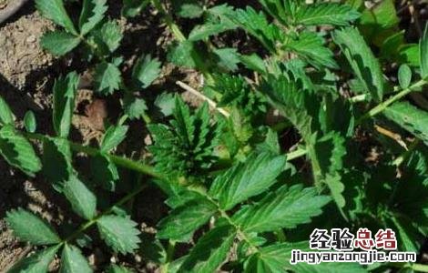 仙鹤草产地在哪里 仙鹤草一般长在什么地方
