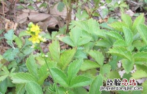 仙鹤草产地在哪里 仙鹤草一般长在什么地方