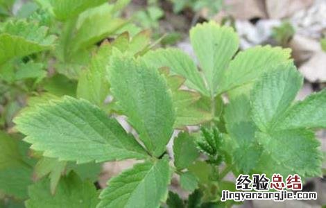 仙鹤草产地在哪里 仙鹤草一般长在什么地方