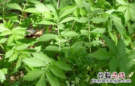 仙鹤草是什么草药图片 仙鹤草是什么草
