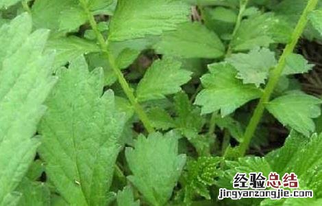仙鹤草是什么草药图片 仙鹤草是什么草