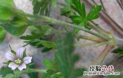 仙鹤草是什么草药图片 仙鹤草是什么草