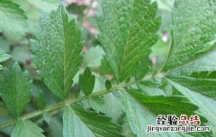仙鹤草是什么草药图片 仙鹤草是什么草