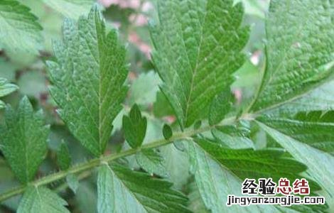 仙鹤草是什么草药图片 仙鹤草是什么草