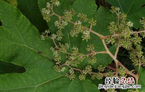 通草的种植技术和管理 通草的种植技术